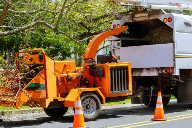 Best Tree Pruning Services  in USA